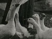 feeding geese