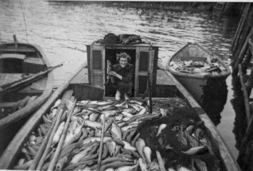 trap fish, merasheen, placentia bay