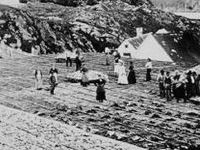 drying fish on flakes