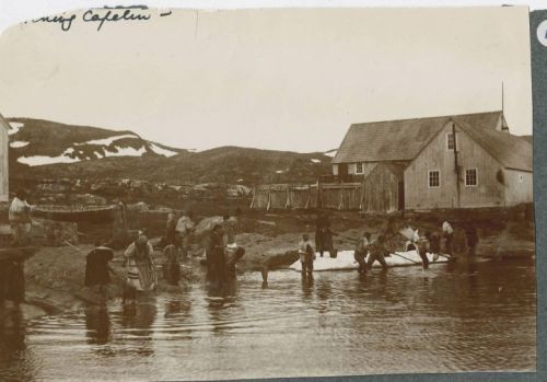 inuit catching caplin