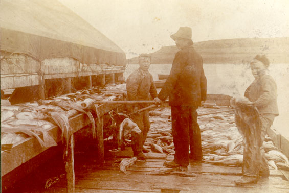 A man and two boys handling codfish, Blanc Sablon, Labrador