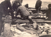 Group of men in a boat emptying a cod bag