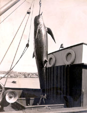 Whale hanging on a hook