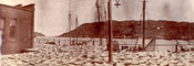 Panorama of codfish spread for drying at Job Brothers & Co. north side premises, St. John's harbour