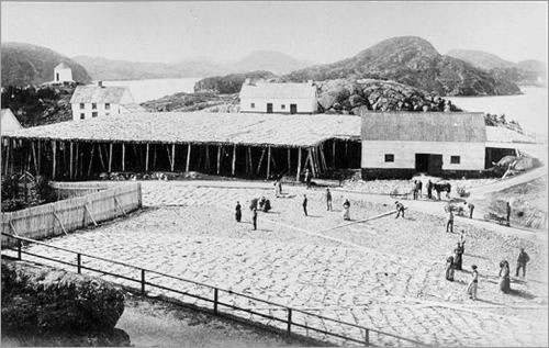 Handling Fish, Burin, Newfoundland, 188-