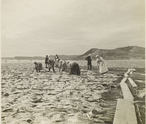 Spreading fish, Ferryland, Summer 1913