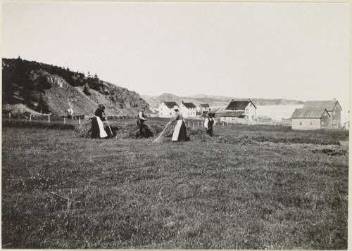 Hay Makers, Wild Cove, Trinity, Summer 1913