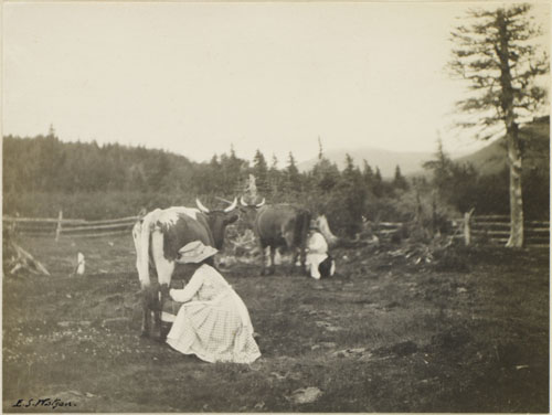 Two Women Milking Cows, Summer 1913