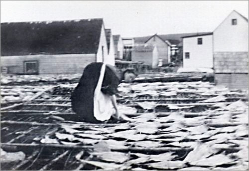 Laying Codfish, ca. 1900