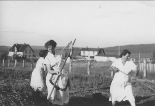 Makin Hay in Lewisporte, Newfoundland, ca. 1952