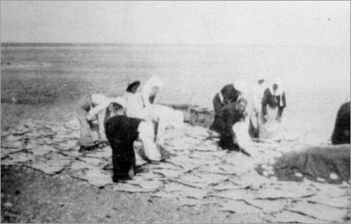 Women Spreading Fish, 19--