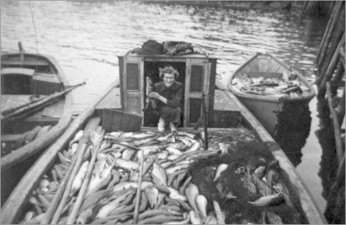 Trap Fish, Merasheen, Placentia Bay, Newfoundland, 1950