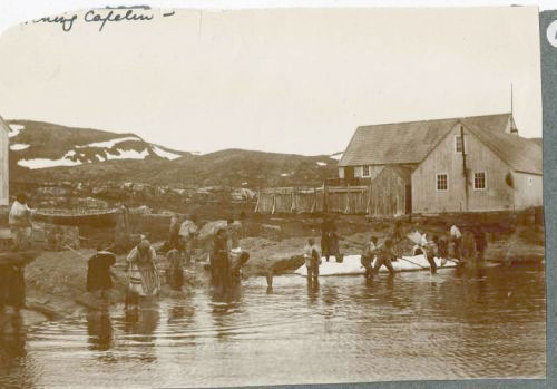 Inuit Catching Caplin with Dip Nets, ca. 1908