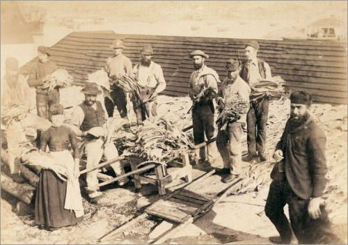 Spreading Fish on Bawn, West Turnavik, Labrador, 1893
