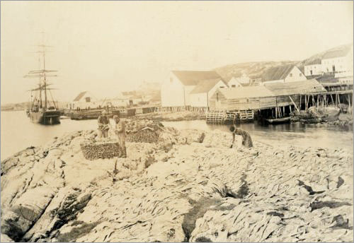 Spreading Fish on Bawn, West Turnavik, Labrador, 1893