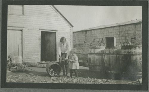 Putting out Caplin to Dry, St. Anthony, Newfoundland, 1932