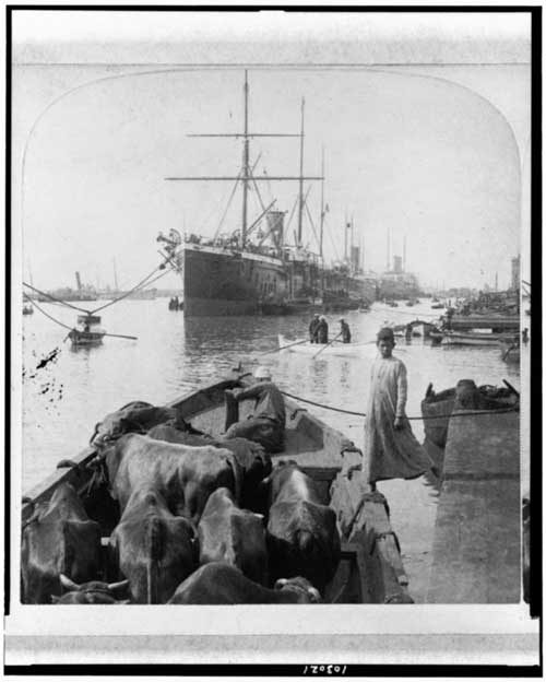 Egyptian Beef, Port Said c. 1900