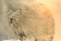 Thumbnail version of image