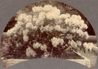 Thumbnail version of image