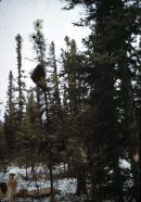 Thumbnail version of image