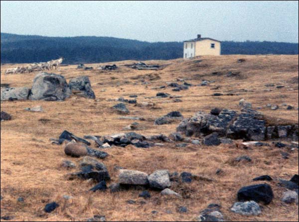 Caribou grazing at Cape Cove near Bernard Cluett's abandoned house, 199-