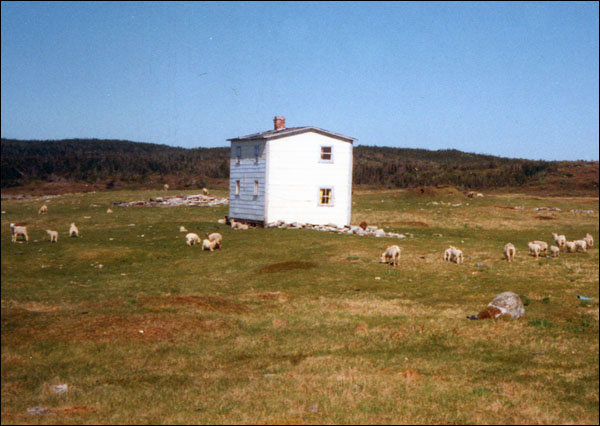 Sheep grazing at Cape Cove near Bernard Cluett's abandoned house, 199-